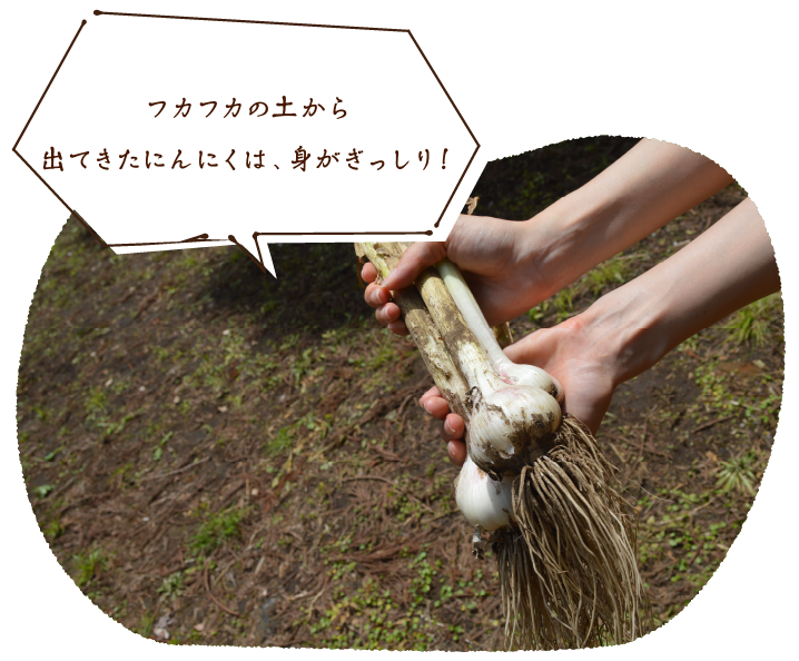 フカフカの土から出てきたにんにくは、身がぎっしり!