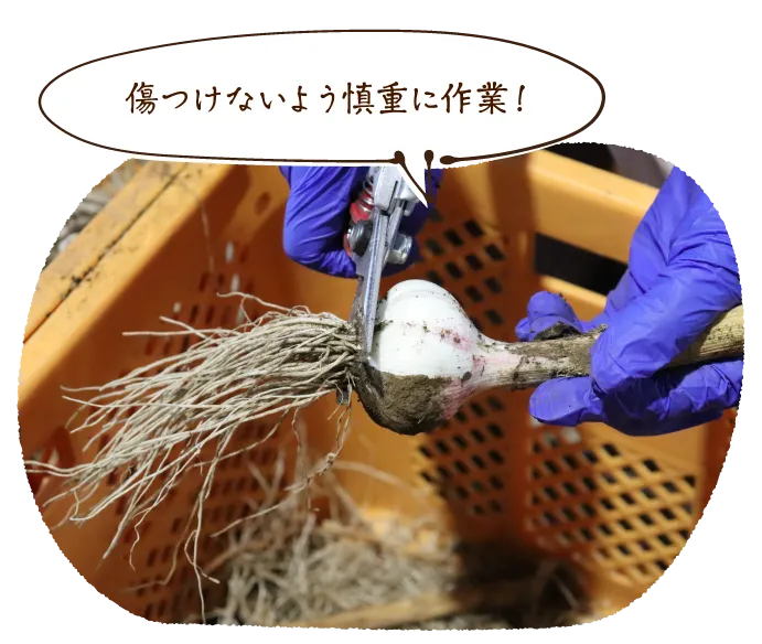 傷つけないよう慎重に作業!
