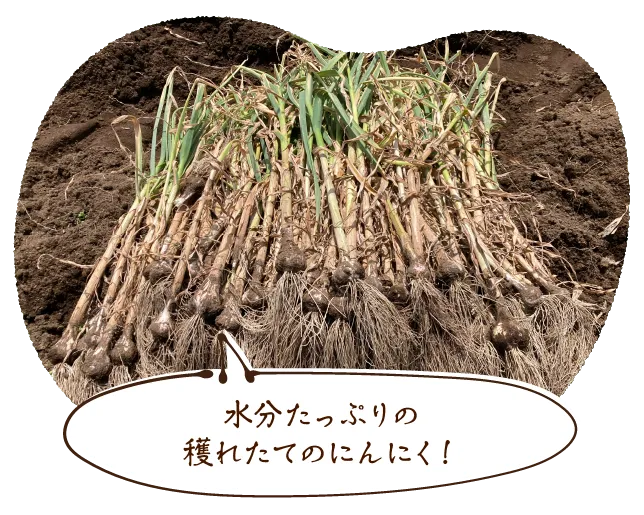 水分たっぷりの穫れたてのにんにく!