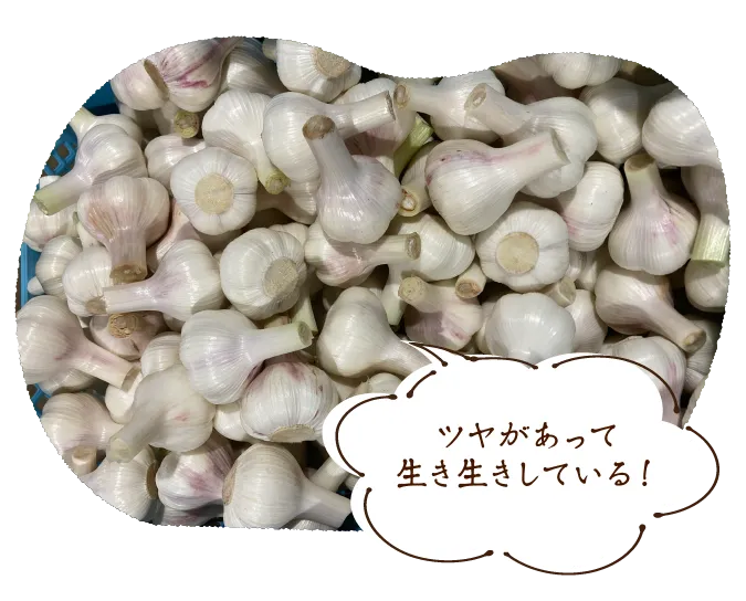 ツヤがあって生き生きしている!