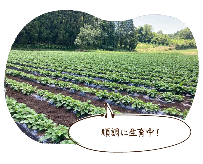 順調に生育中!