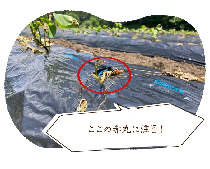 ここの赤丸に注目!