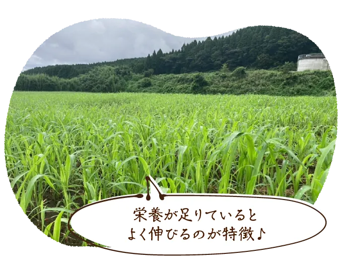 栄養が足りているとよく伸びるのが特徴♪