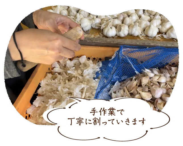 手作業で丁寧に割っていきます