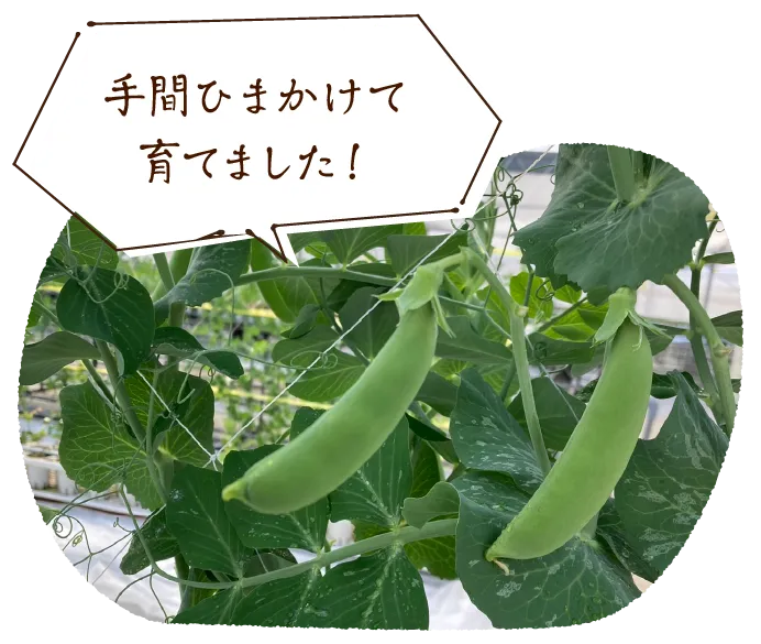 手間ひまかけて育てました!