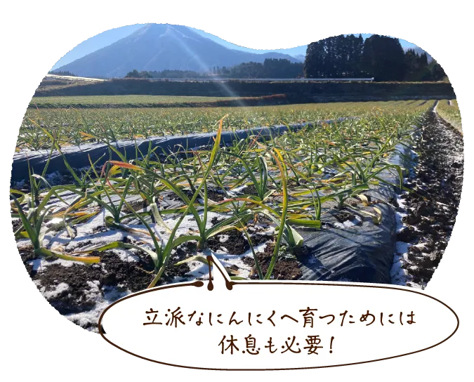 立派なにんにくへ育つためには休息も必要!