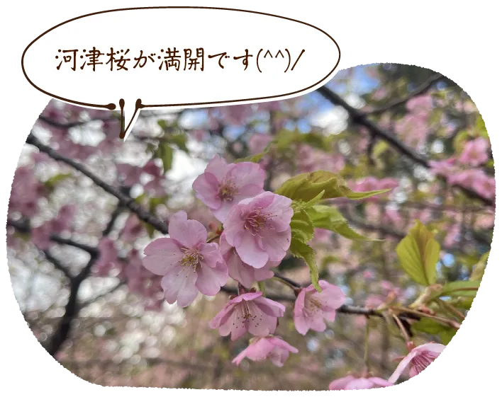 河津桜が満開です(^^)/