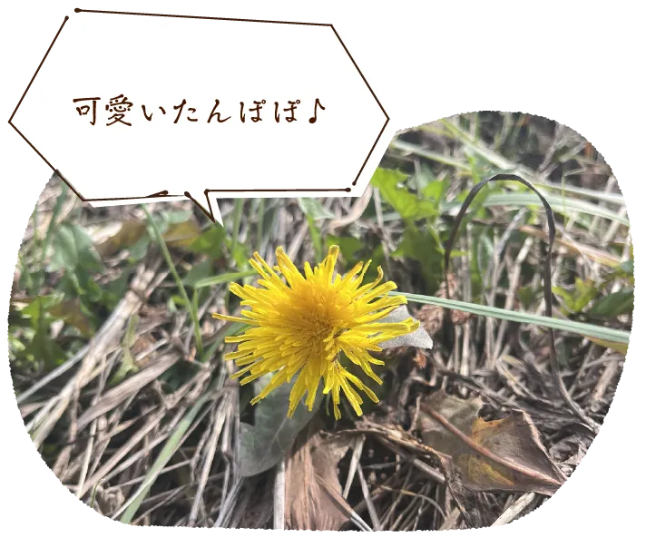 可愛いたんぽぽ♪
