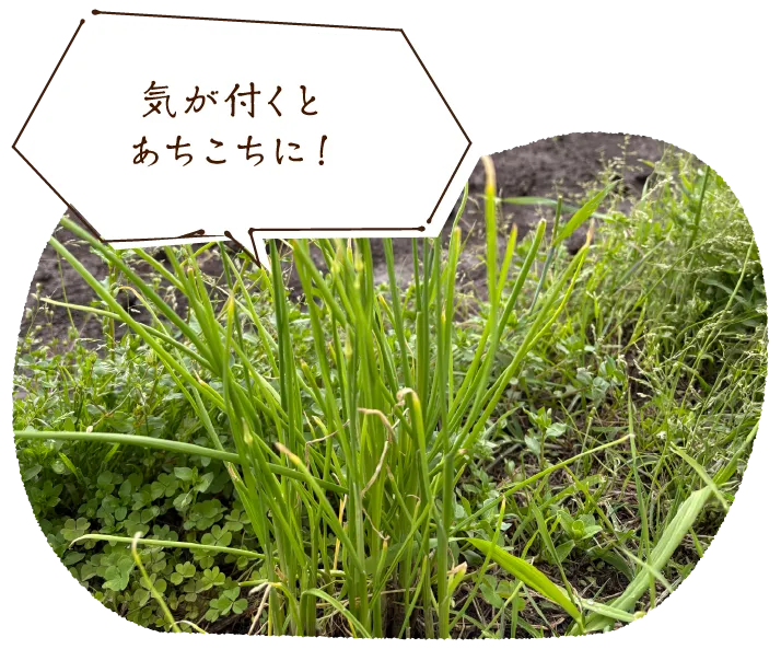 「気が付くとあちこちに!」