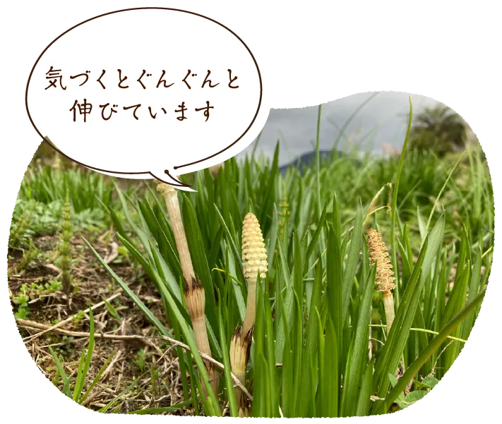 「気づくとぐんぐんと伸びています」