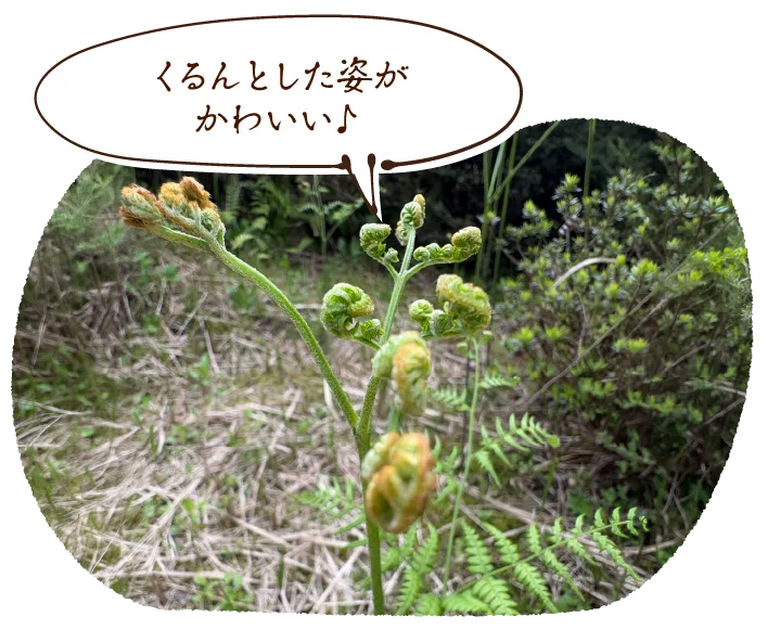 「くるんとした姿がかわいい」