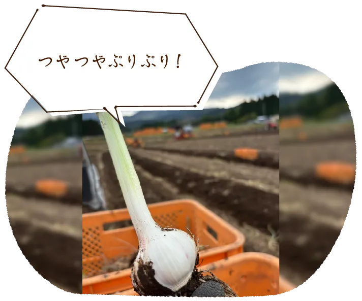 「つやつやぷりぷり!」