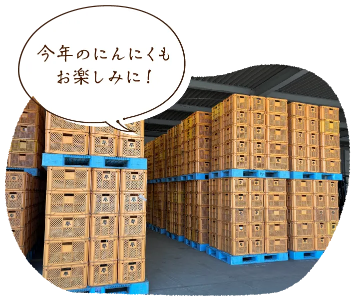 今年のにんにくもお楽しみに!