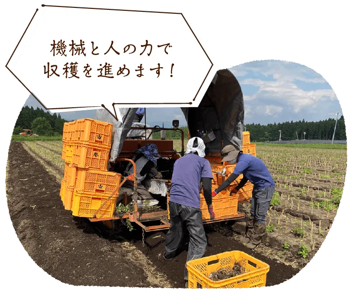 【機械と人の力で収穫を進めます!】