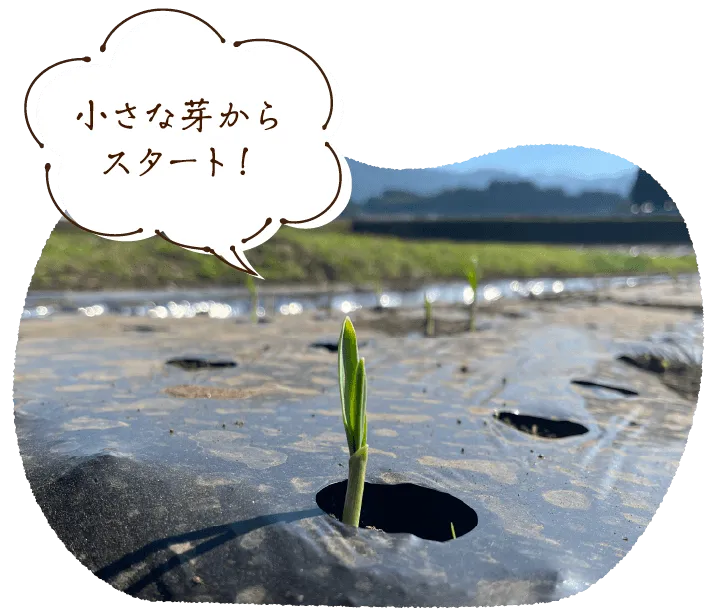【小さな芽からスタート!】